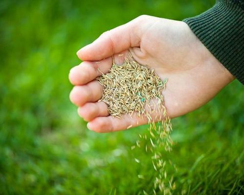 Grass Seed and Fertilizer